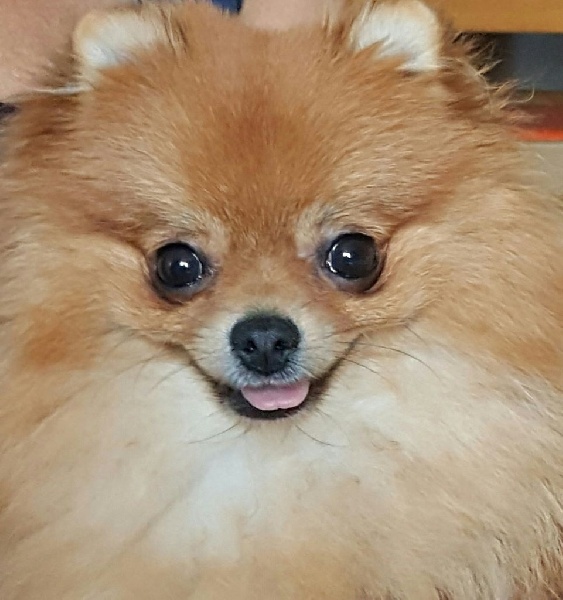 Lubie (Sans Affixe)