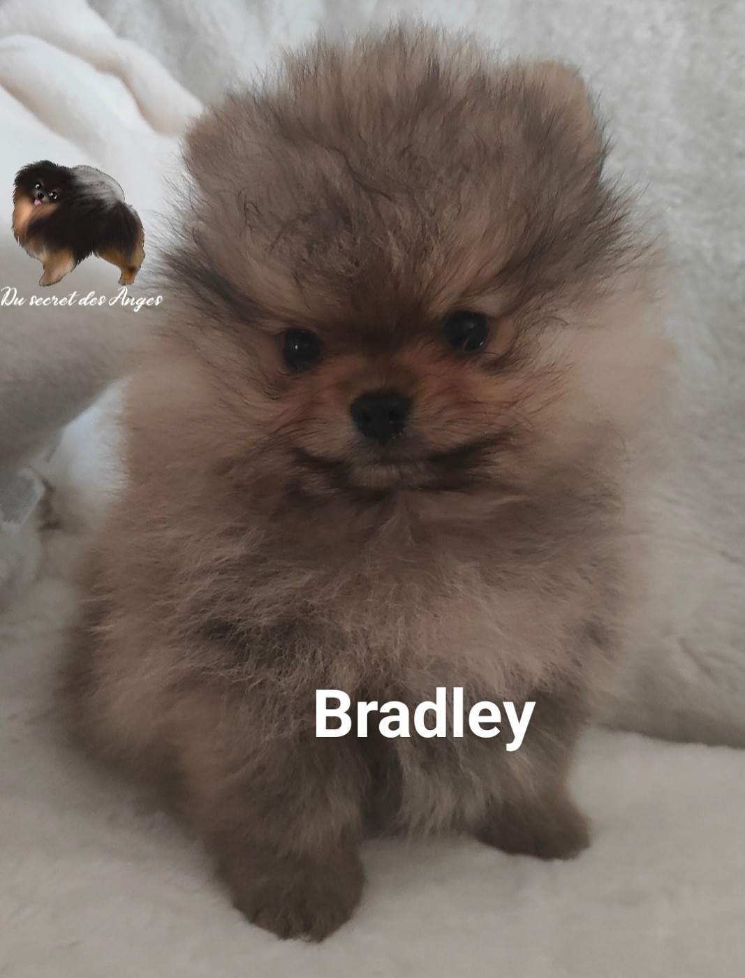 Bradley cooper
