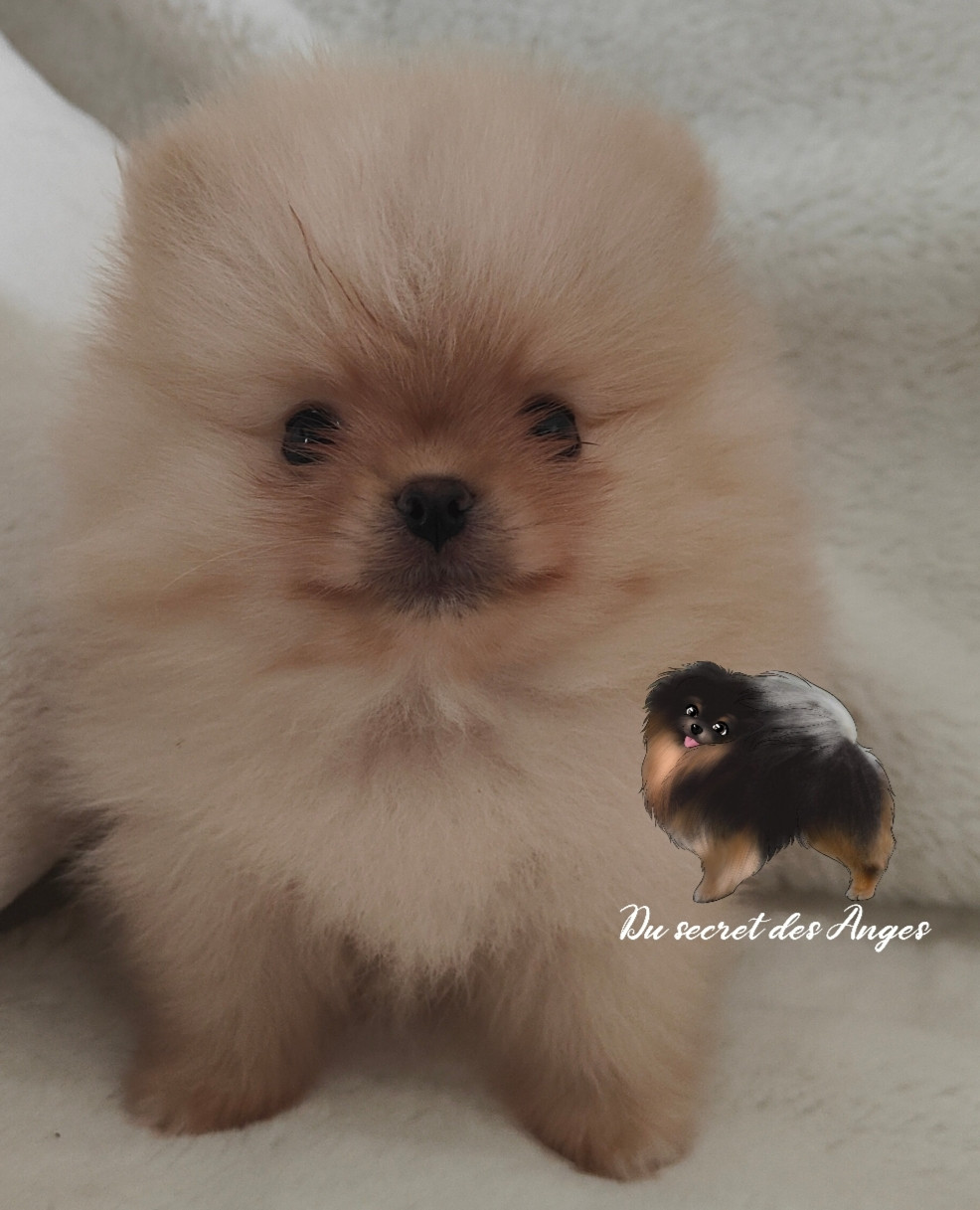 Du Secret Des Anges - Chiots disponibles - Spitz allemand