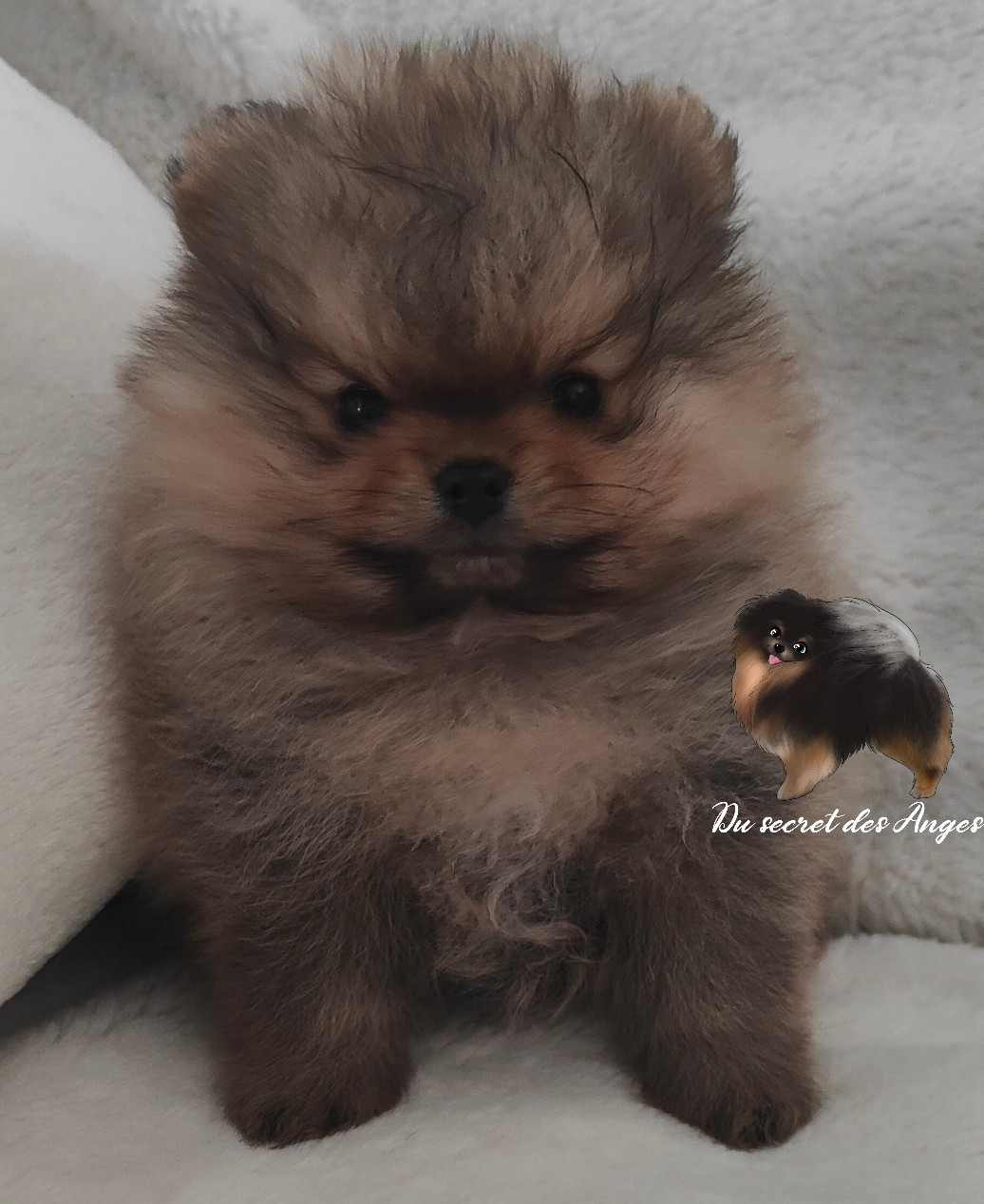 Du Secret Des Anges - Chiots disponibles - Spitz allemand