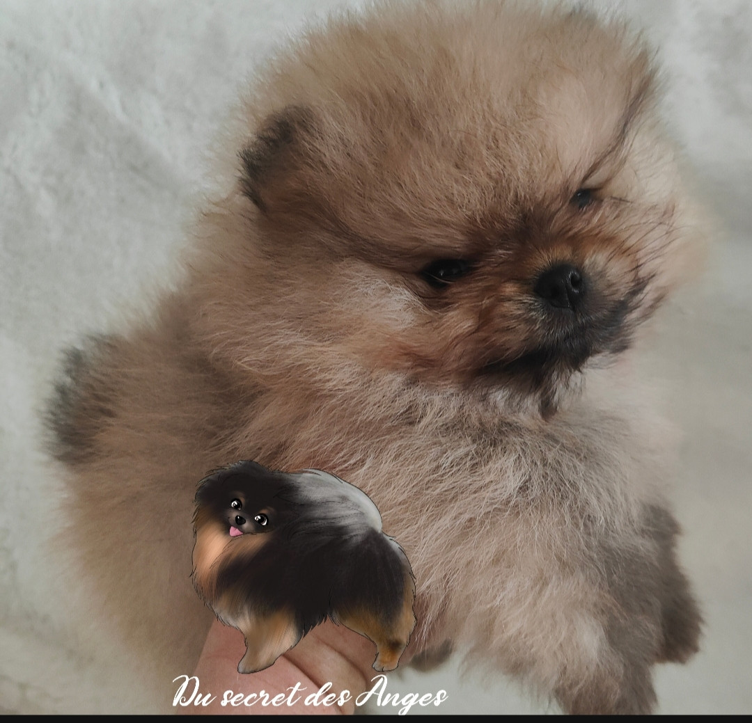Du Secret Des Anges - Chiots disponibles - Spitz allemand