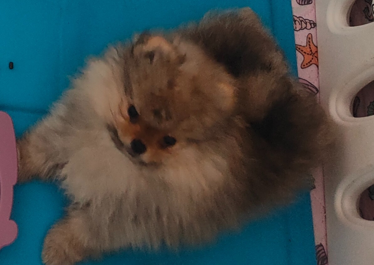 Du Secret Des Anges - Chiots disponibles - Spitz allemand