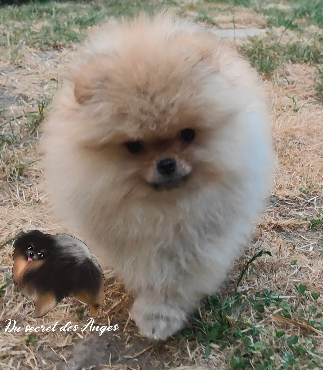 Du Secret Des Anges - Chiots disponibles - Spitz allemand
