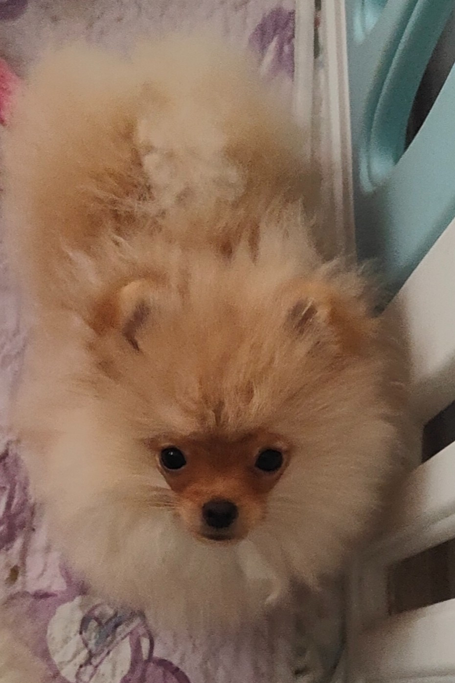 Du Secret Des Anges - Chiots disponibles - Spitz allemand