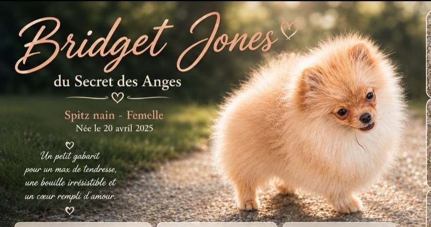 Du Secret Des Anges - Chiots disponibles - Spitz allemand